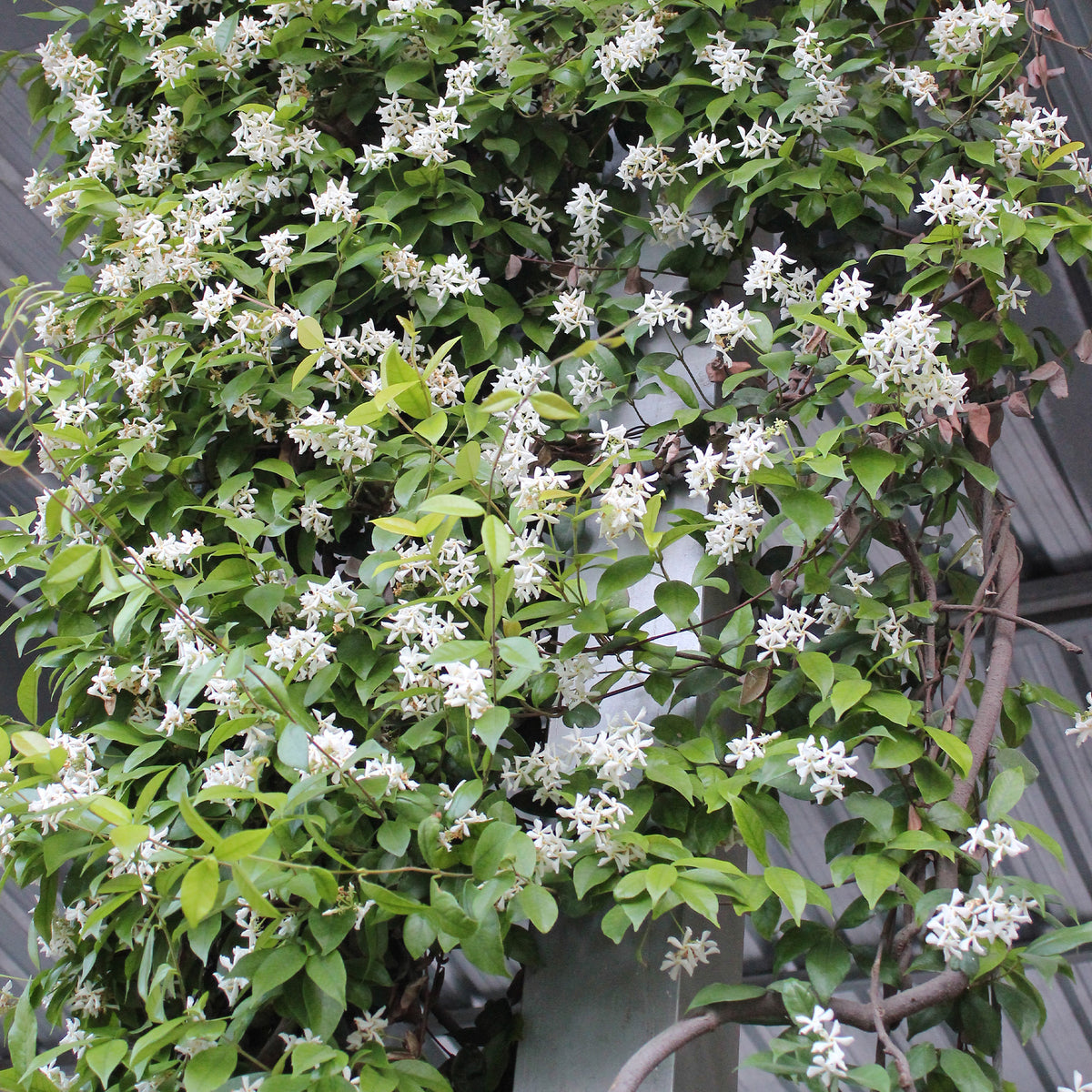 Trachelospermum jasminoides - Jasmin étoilé - Jasmin étoilé - Trachelospermum