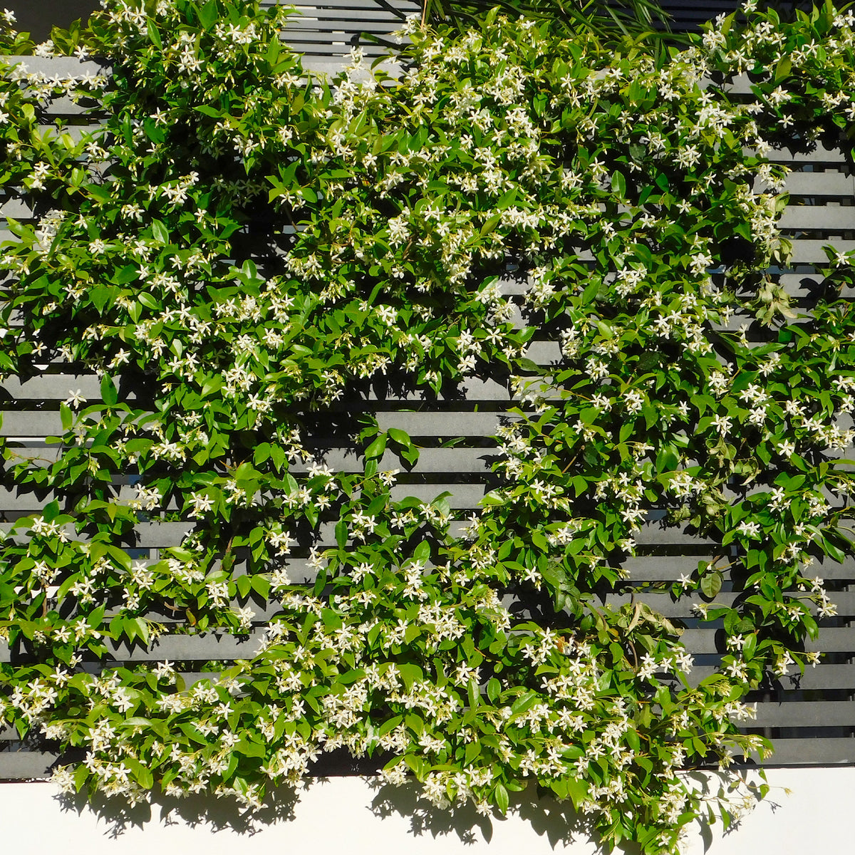 Jasmin étoilé - Trachelospermum jasminoides - Bakker