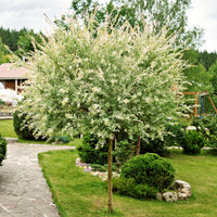 Saule Crevette sur tige - Salix integra Hakuro Nishiki - Bakker