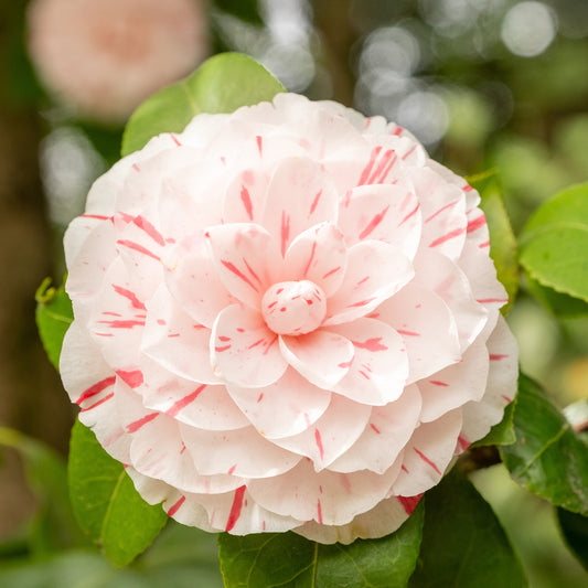 Camélia bicolore - Bakker