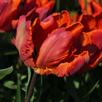 6 Tulipes perroquet Blumex - Tulipa blumex - Bakker