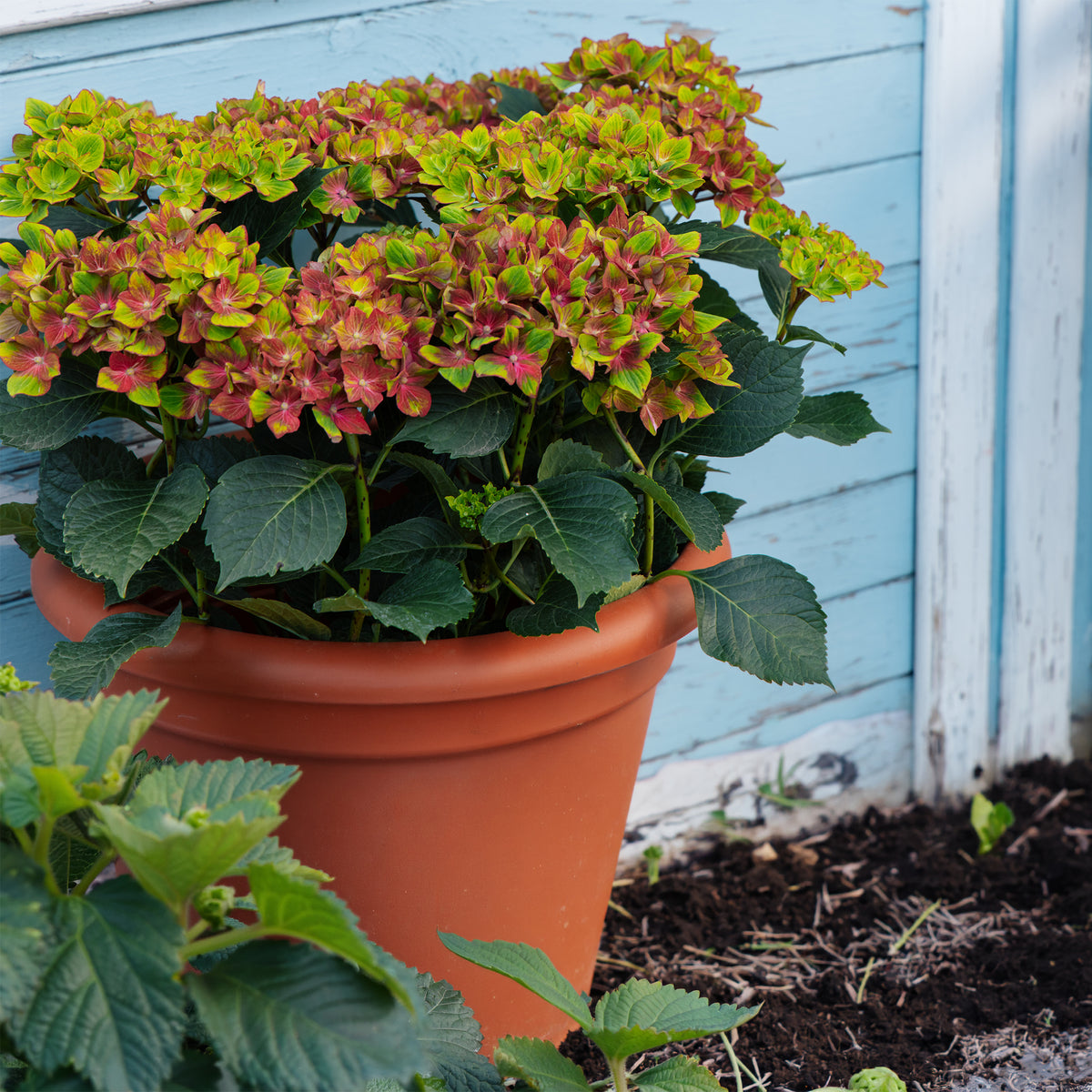 Hortensia Saxon ®