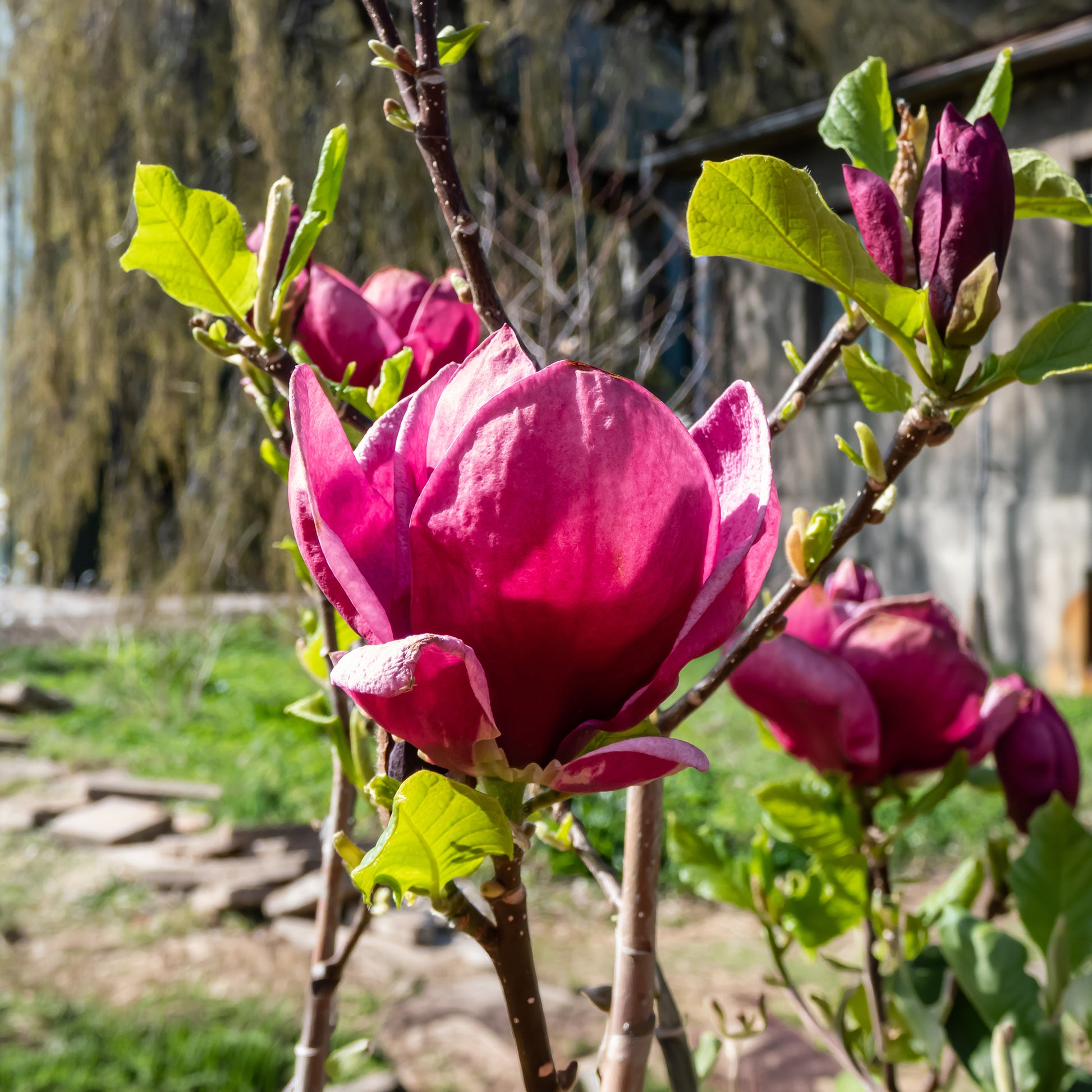 Vente Magnolia Genie