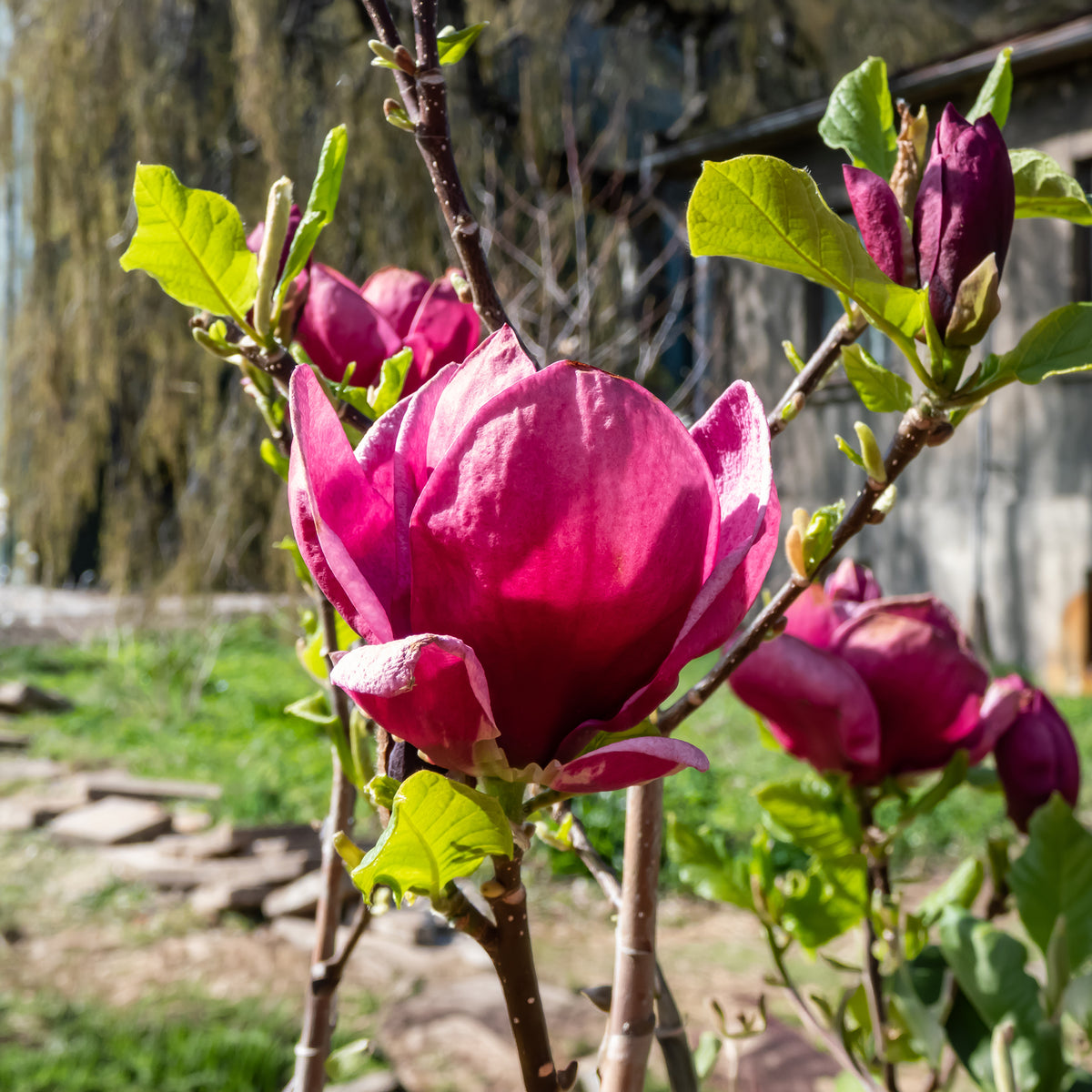 Vente Magnolia Genie