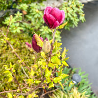 Magnolia Genie - Magnolia Genie - Magnolia