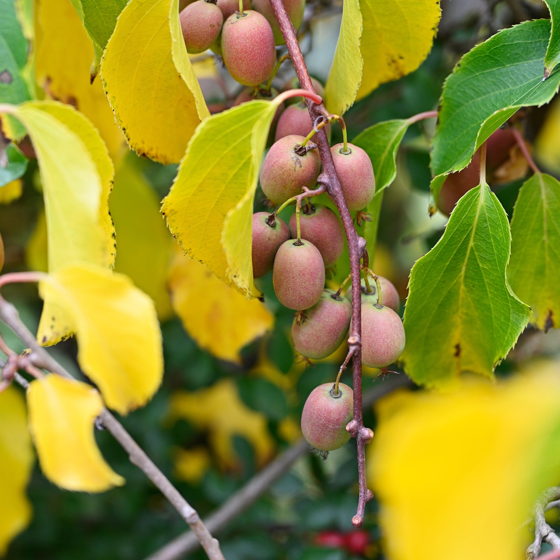 Couples de Kiwis rouges Weiki ® mâles et femelles - Actinidia arguta Weiki ® - Bakker