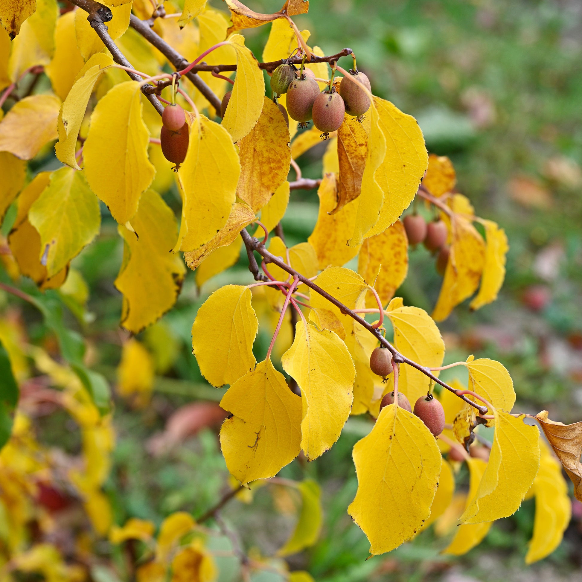 Actinidia arguta Weiki ® - Couples de Kiwis rouges Weiki ® mâles et femelles - Kiwi