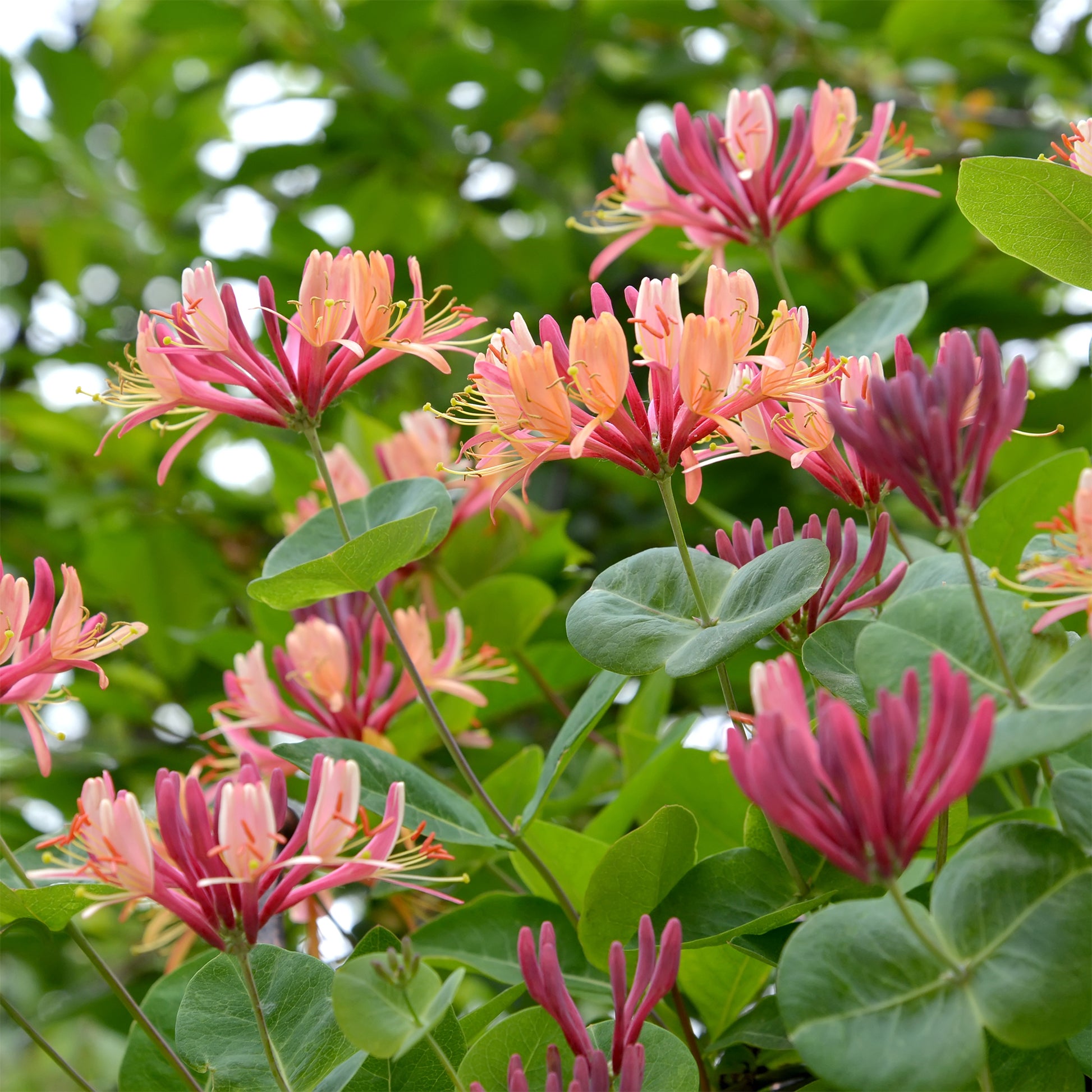 Lonicera heckrottii American Beauty, Clematis patens Piilu, Parthenocissus tricuspidata Veitchii - Collection de 3 grimpantes : chèvrefeuille, clématite, vigne vierge - Plantes grimpantes