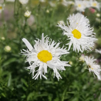 3 Marguerites d'été Old Court - Leucanthemum x superbum old court - Bakker