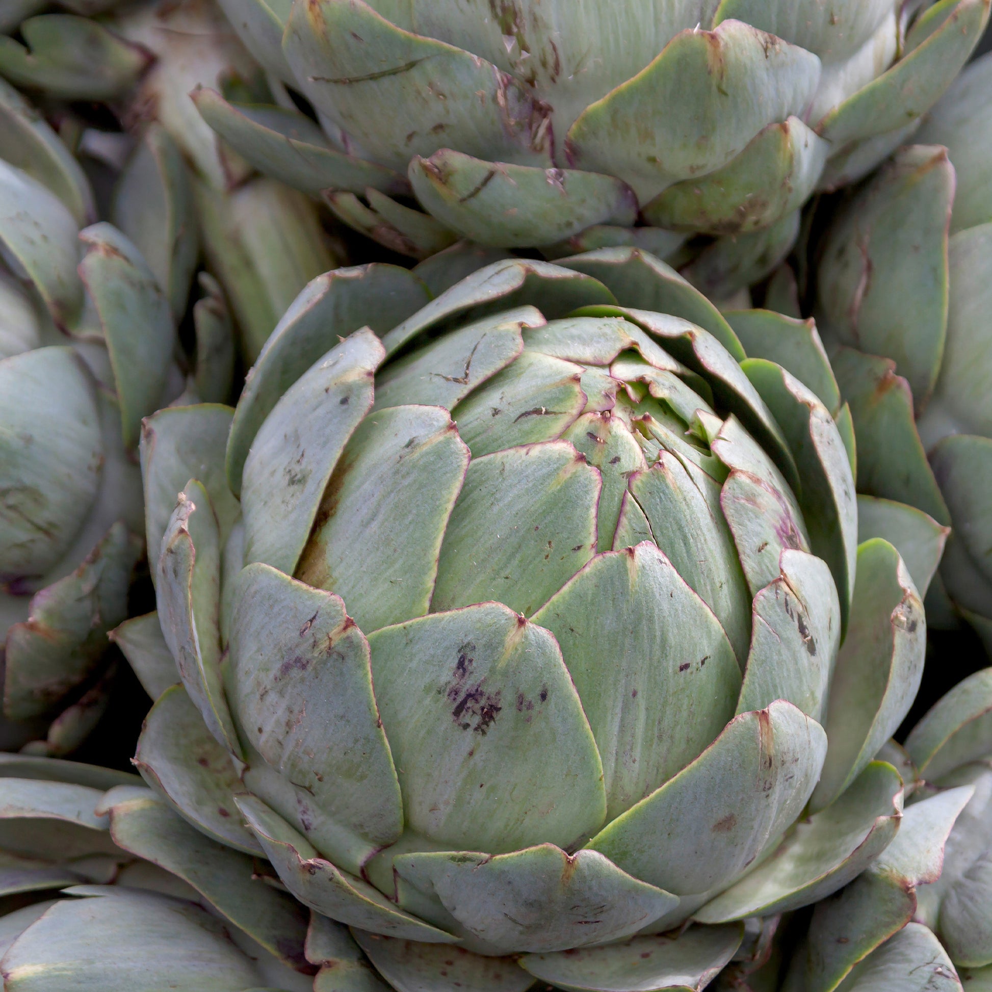 Cardon Vert Vaulx Velin - Cynara cardunculus vert vaulx velin - Bakker