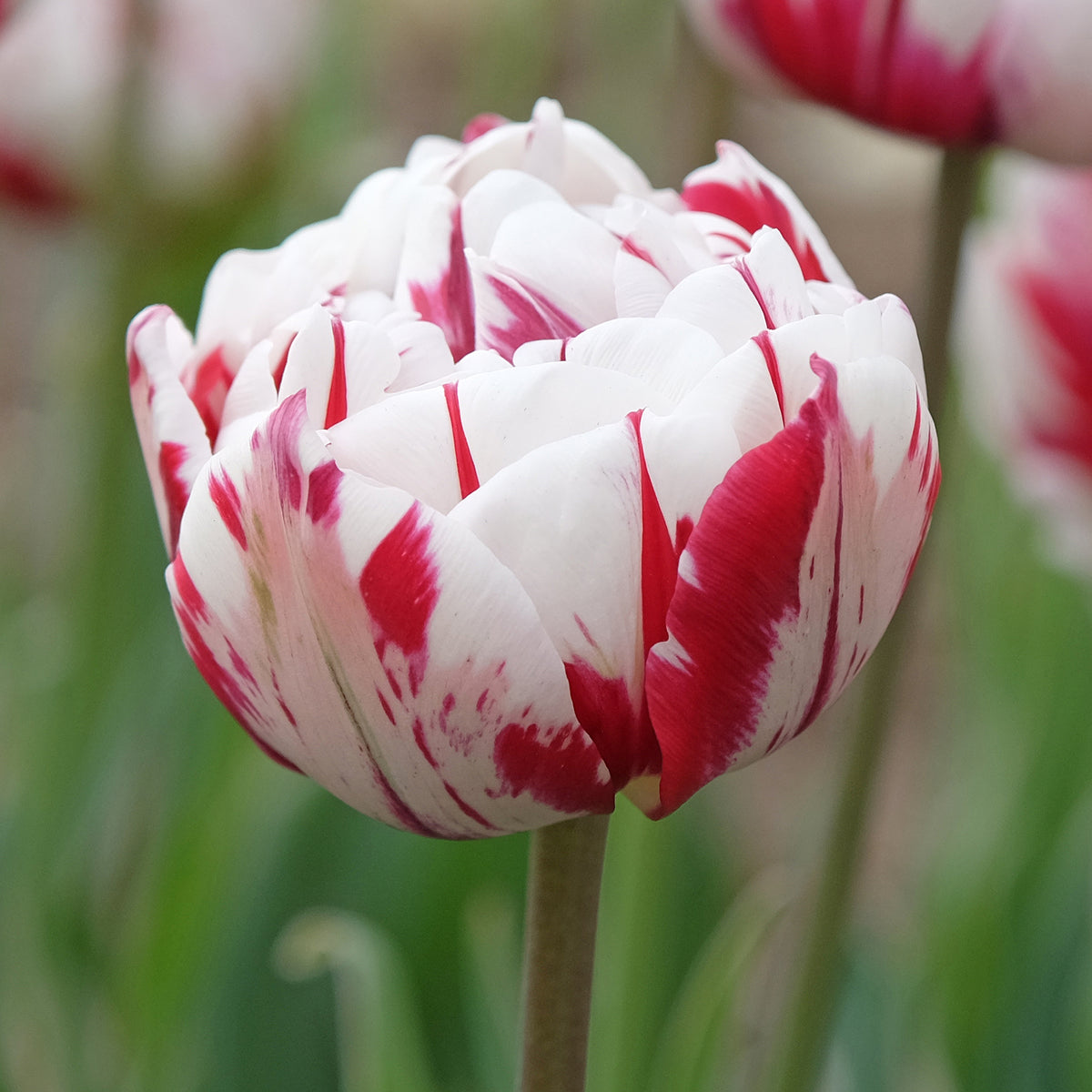 10 Tulipes à fleurs de pivoine Carnaval de Nice