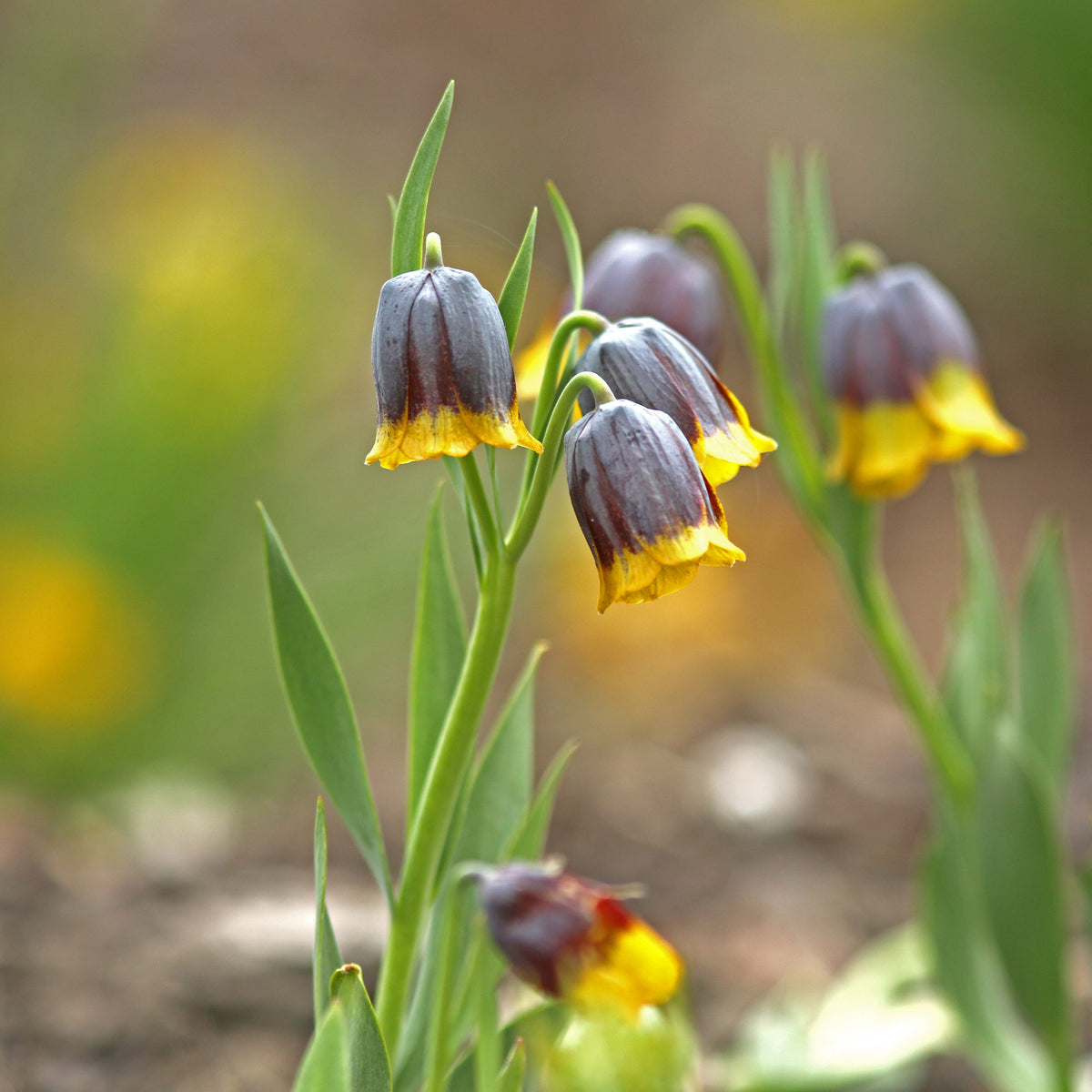Fritillaria uva-vulpis - 10 Fritillaires Raisin de renard - Bulbes de Fritillaria