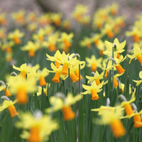 Bulbes de Narcisse - 5 Mini-narcisses Jet Fire - Narcissus cyclamineus Jetfire