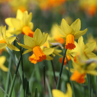 5 Mini-narcisses Jet Fire - Narcissus cyclamineus Jetfire - Bakker