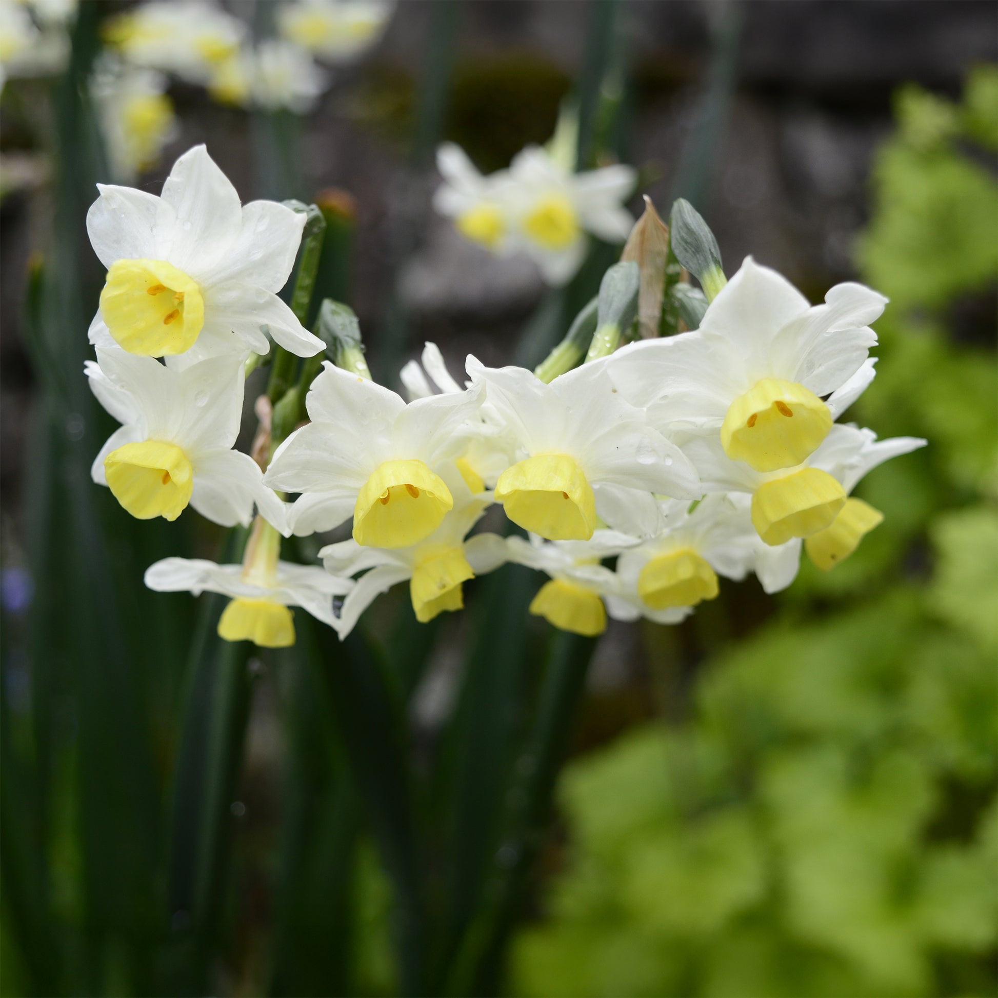 Vente 10 Mini-narcisses Minnow - Narcissus tazetta Minnow