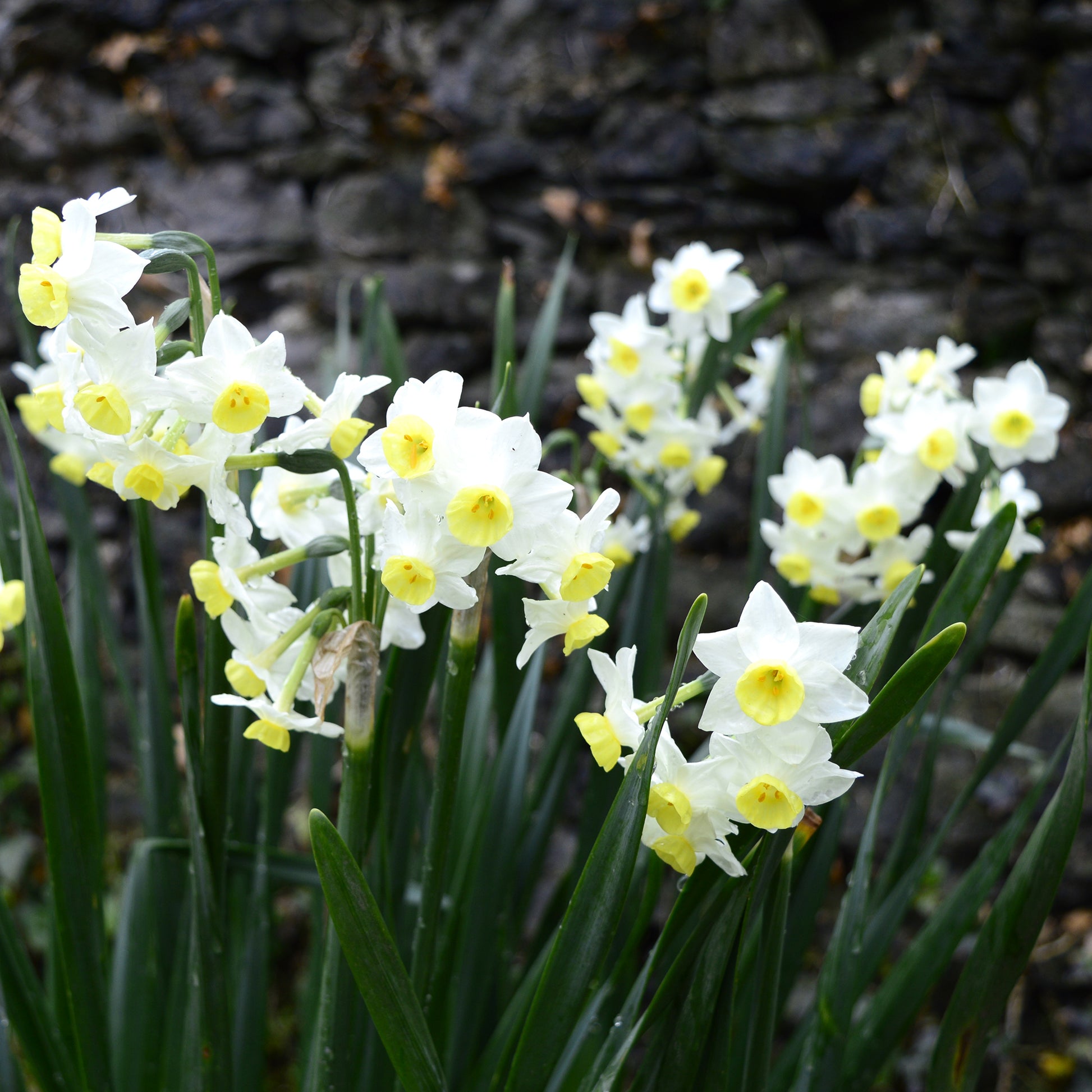 Vente 10 Mini-narcisses Minnow