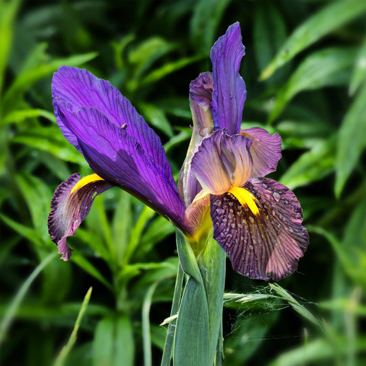 10 Iris de Hollande Tiger Eyes - Bakker