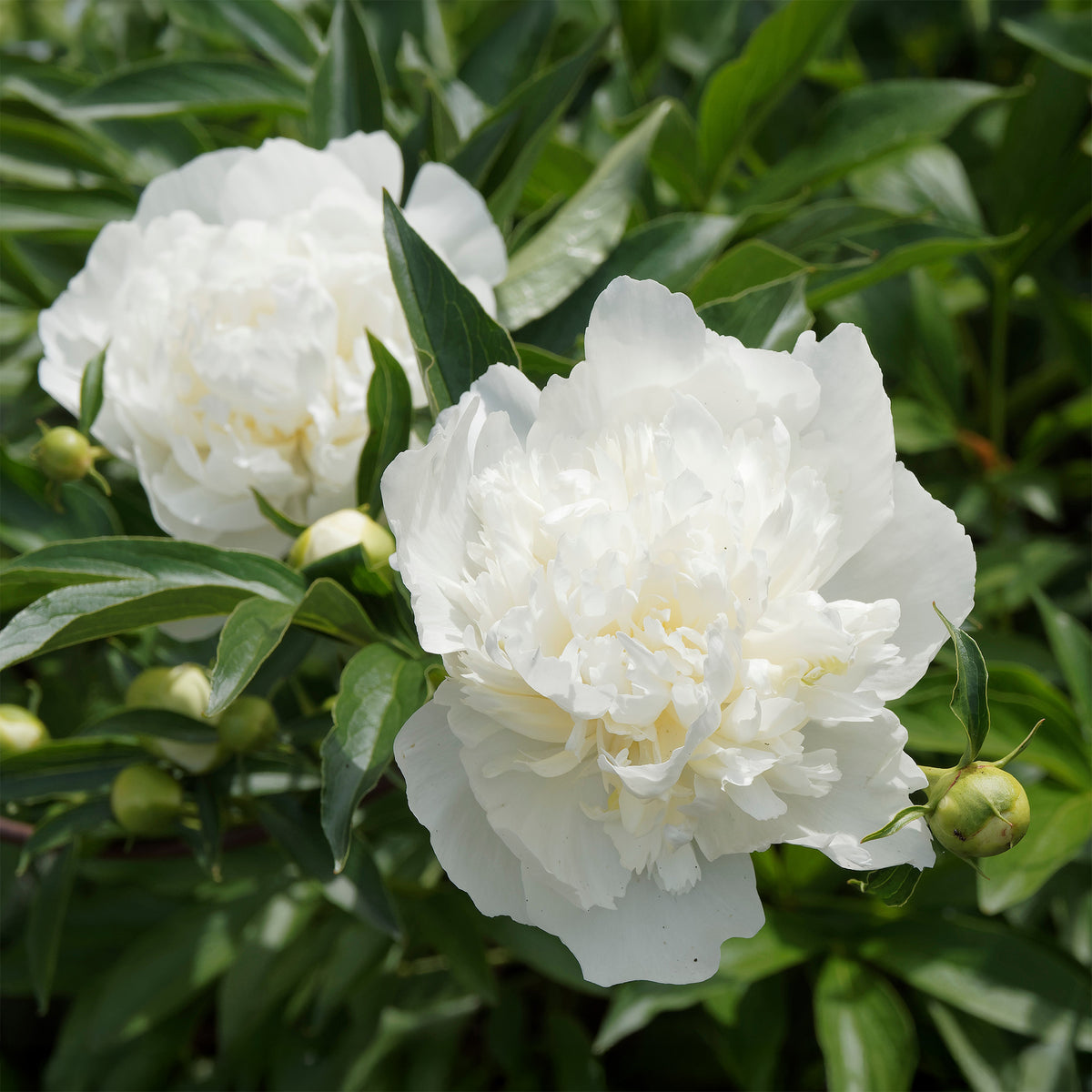 Pivoine 'Duchesse de Nemours' - Bakker