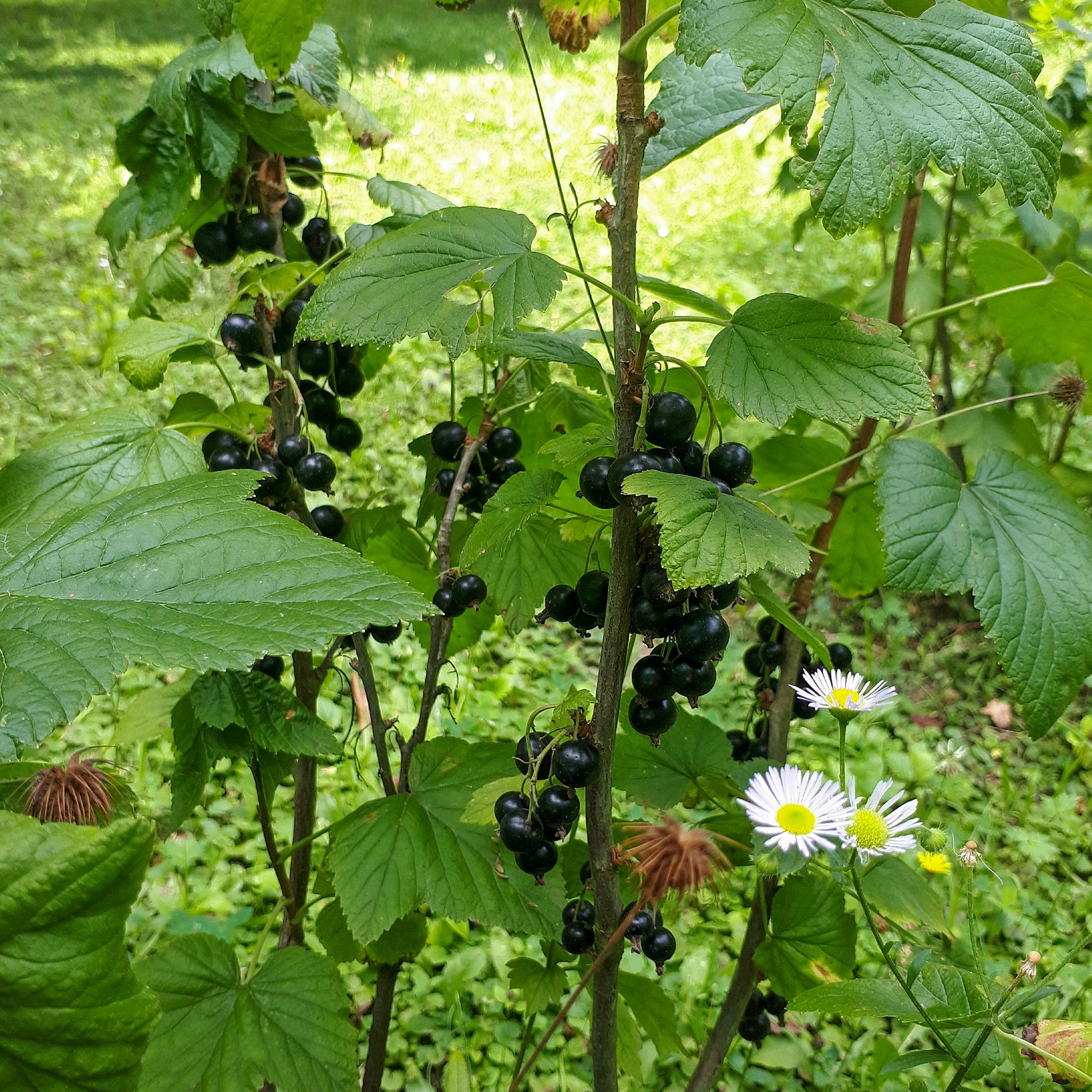 Cassissier sur tige - Ribes nigrum Titania - Bakker