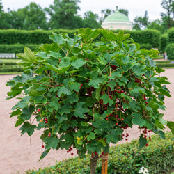 Groseillier rouge sur tige - Bakker