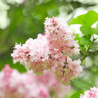 Lilas double Beauty of Moscow - Syringa vulgaris Beauty of Moscow - Bakker
