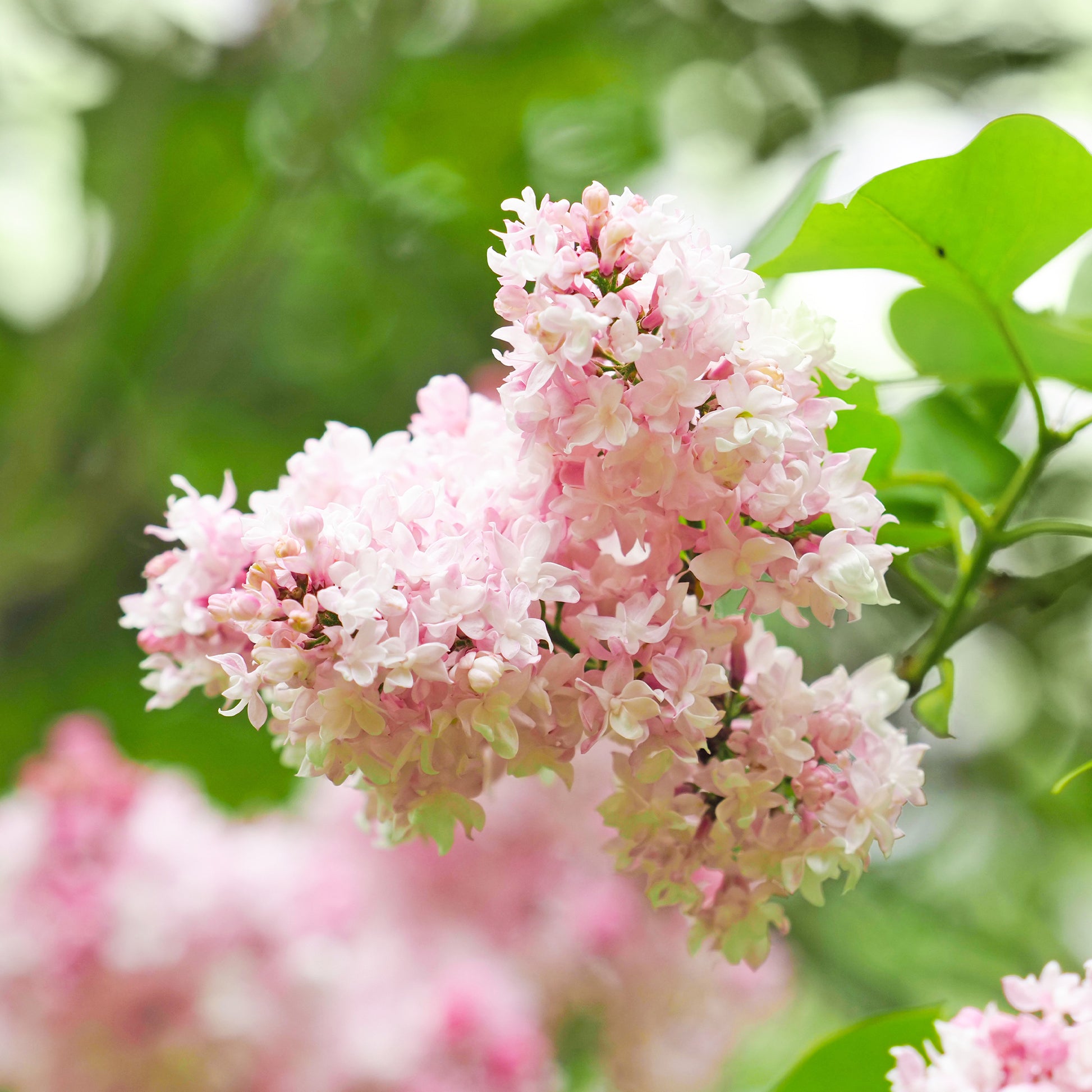 Lilas double Beauty of Moscow - Syringa vulgaris Beauty of Moscow - Bakker