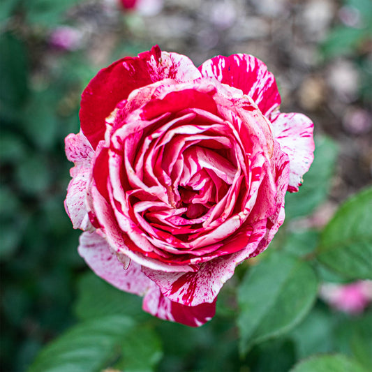 Rosier buisson Candy stripe - Bakker