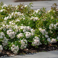 Rosier à massif Iceberg - Rosa iceberg - Bakker