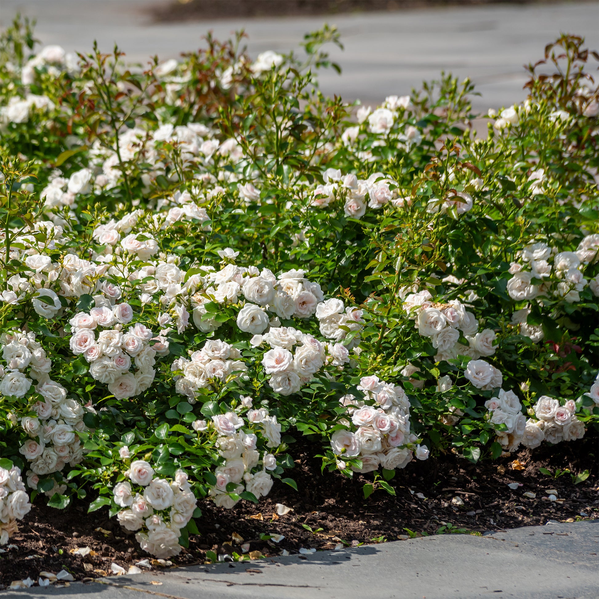 Rosier à massif Iceberg - Rosa iceberg - Bakker
