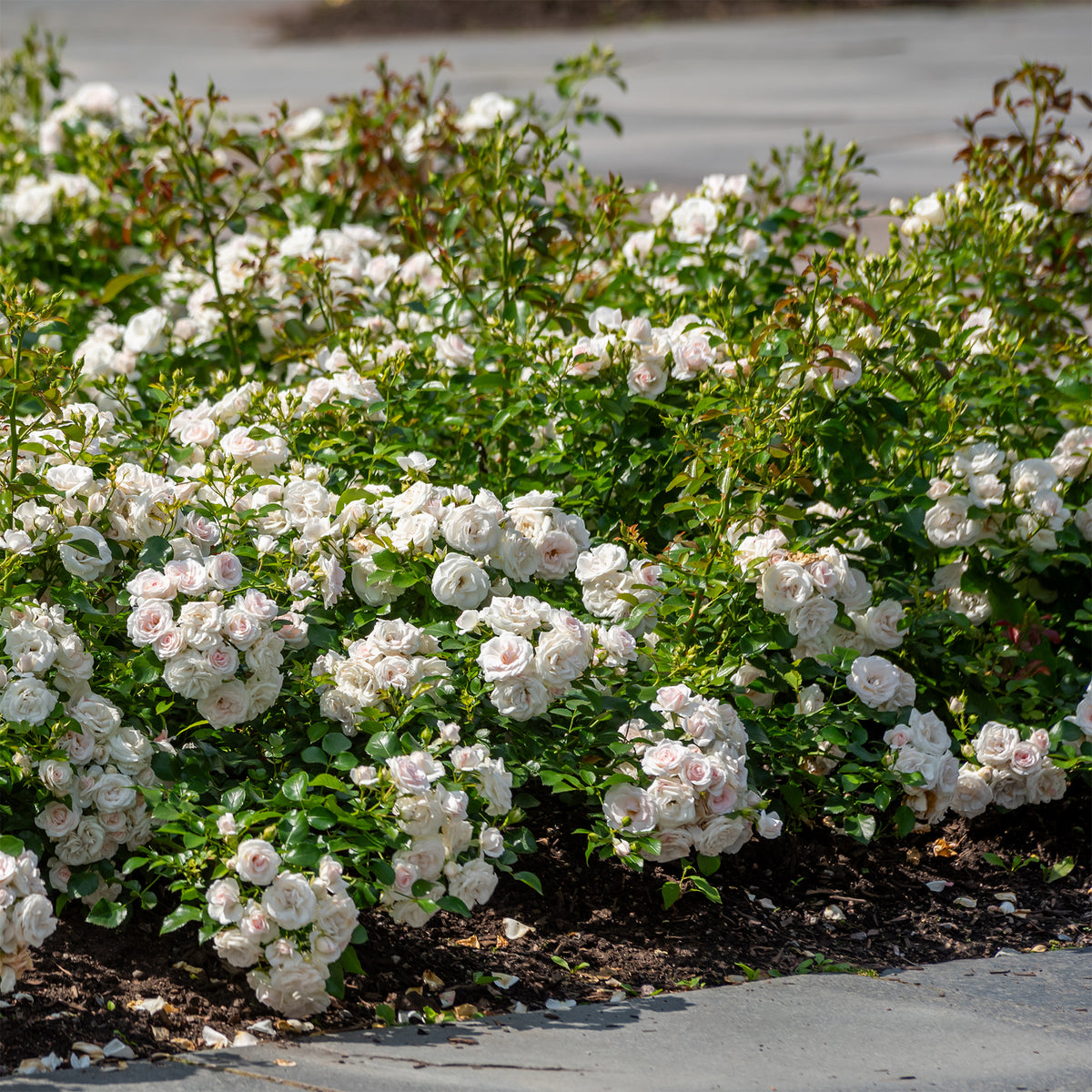 Rosier à massif Iceberg - Rosa iceberg - Bakker
