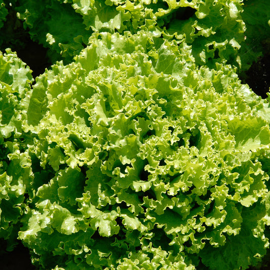 Laitue batavia Florine - Bakker