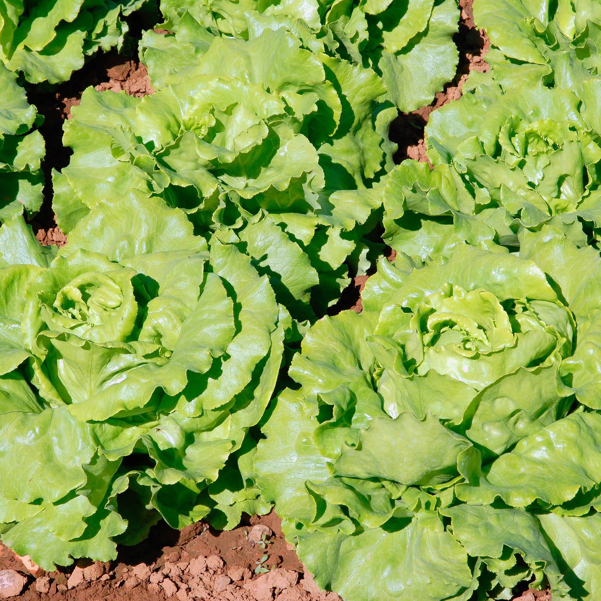 Laitue pommée Deliane - Lactuca sativa Deliane - Bakker