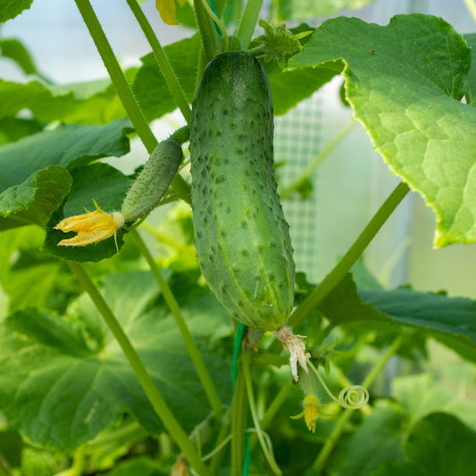 Cornichon Regal F1 - Bakker