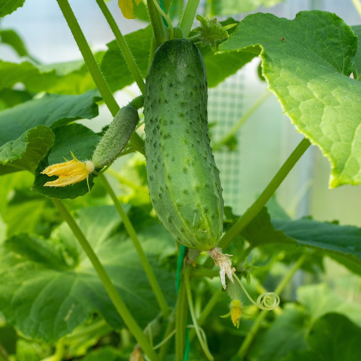 Cornichon Regal F1 - Bakker