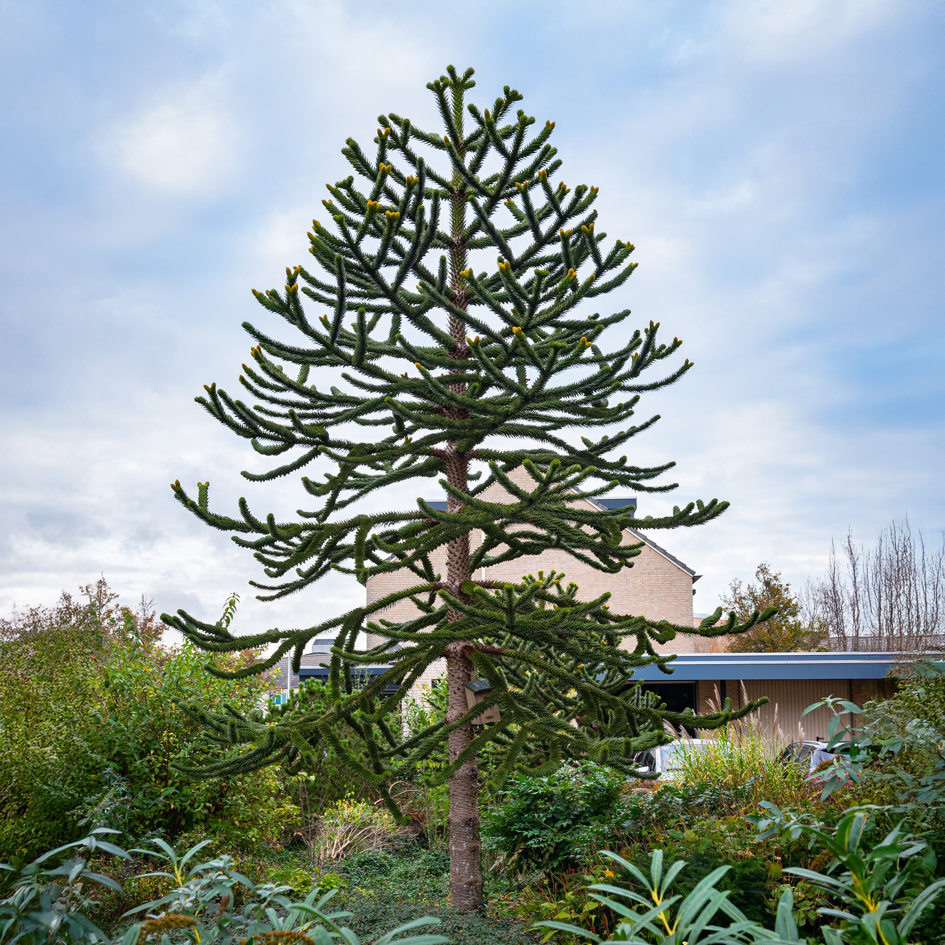 Désespoir des singes - Araucaria imbricata - Bakker