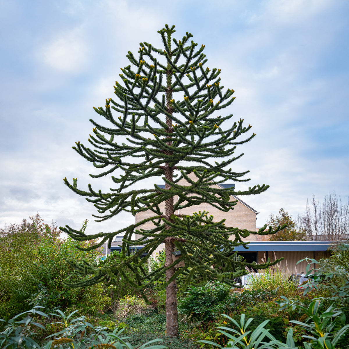 Désespoir des singes - Araucaria imbricata - Bakker