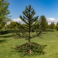 Vente Désespoir des singes - Araucaria imbricata