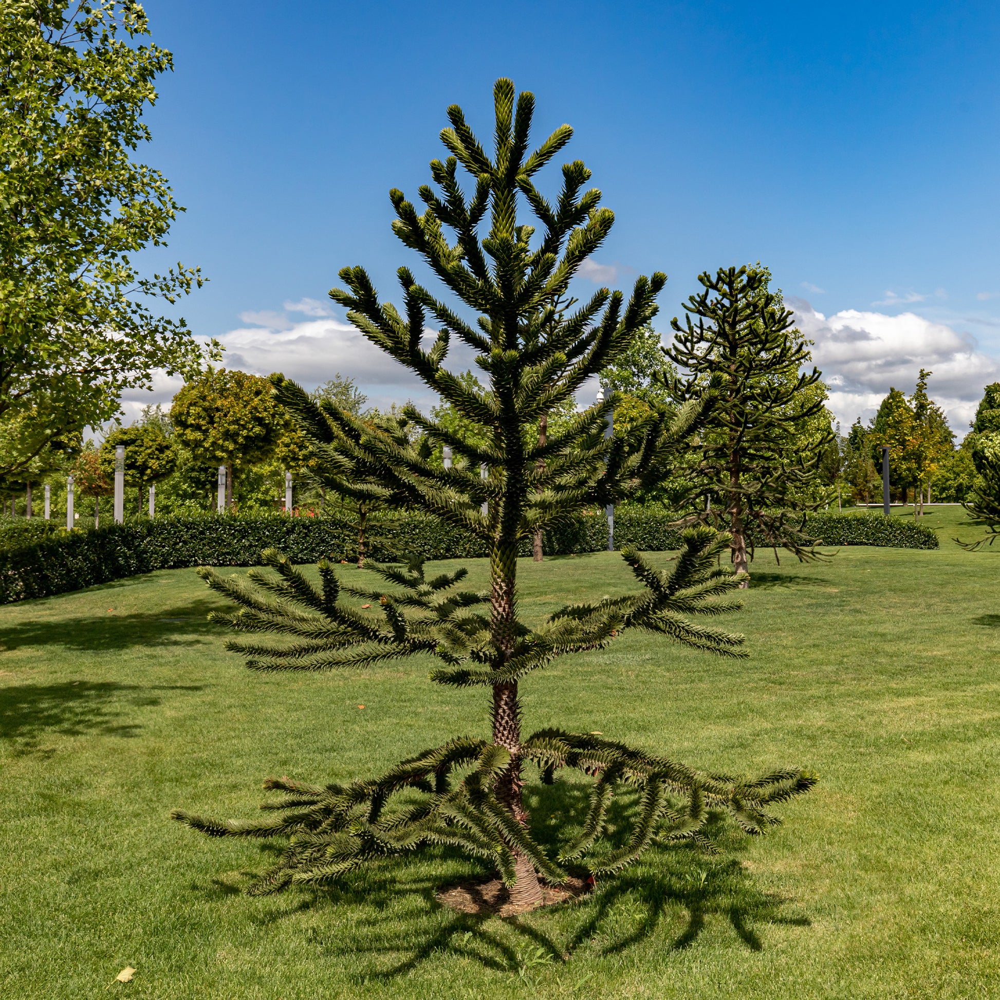 Vente Désespoir des singes - Araucaria imbricata