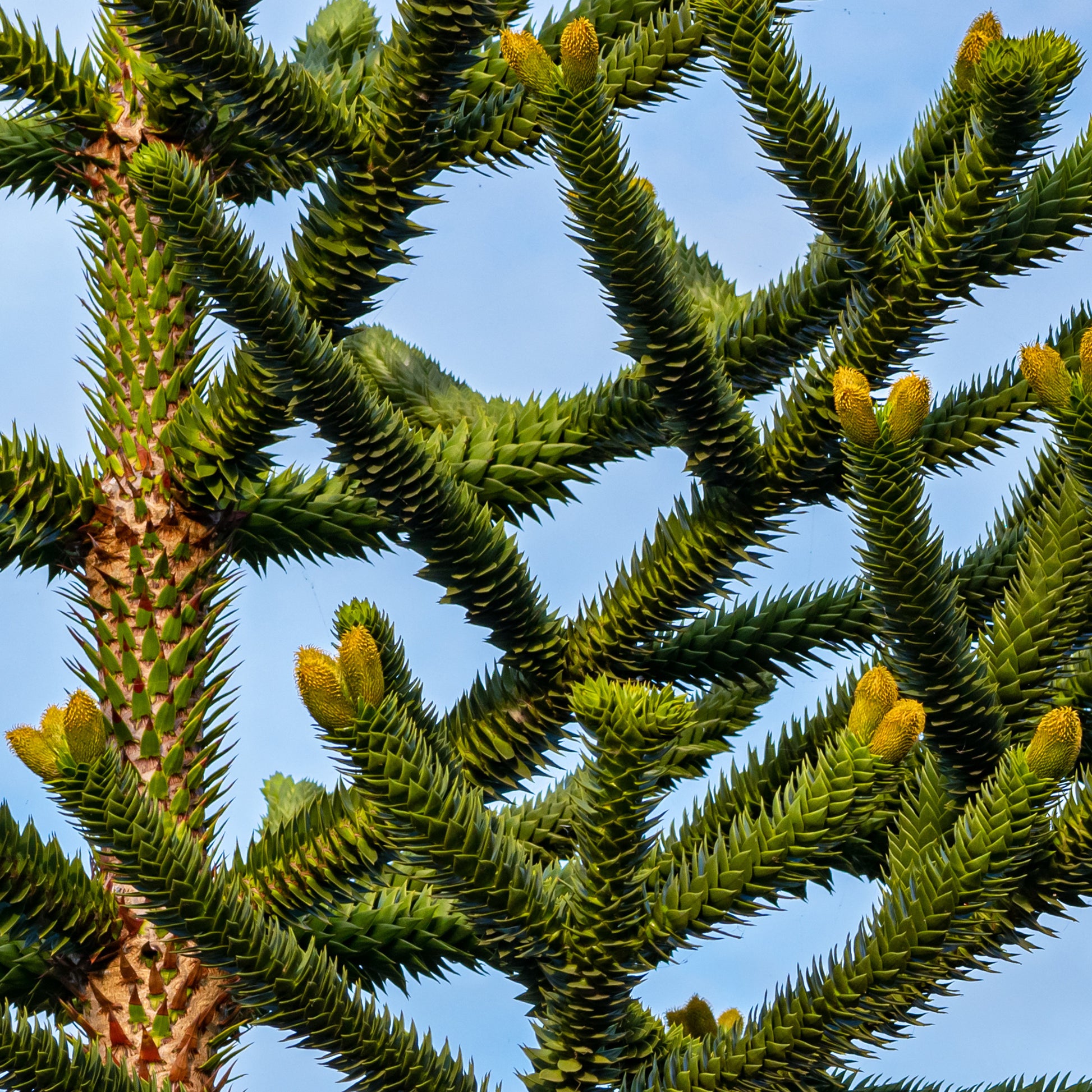 Conifères - Désespoir des singes - Araucaria imbricata