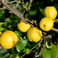 Cognassier du Japon Cido - Bakker