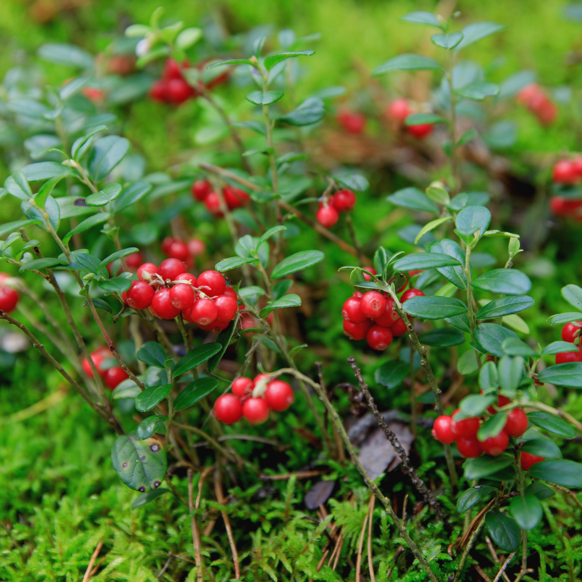 Airelle rouge Miss Cherry ® - Vaccinium vitis idaea miss cherry ® (meliro) - Bakker