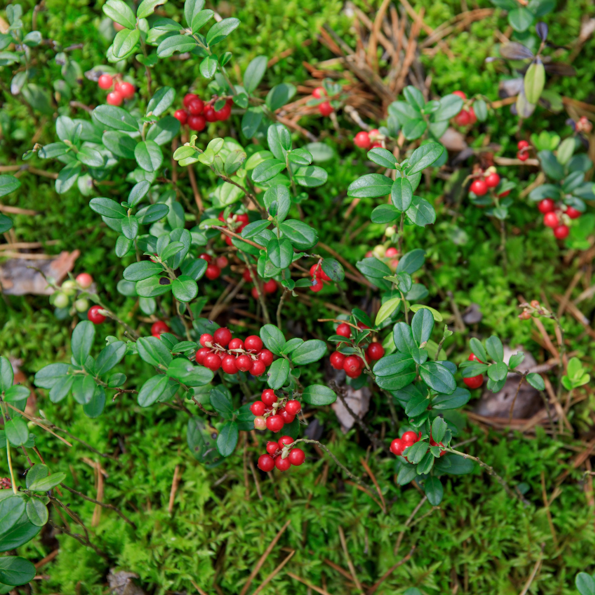 Myrtillers - Airelle rouge Miss Cherry ® - Vaccinium vitis idaea miss cherry ® (meliro)