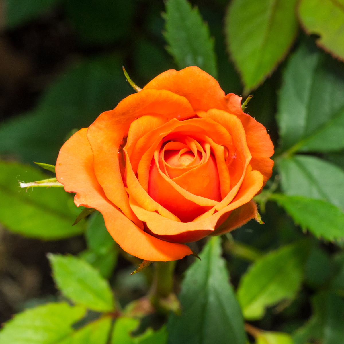 Rosier buisson orange