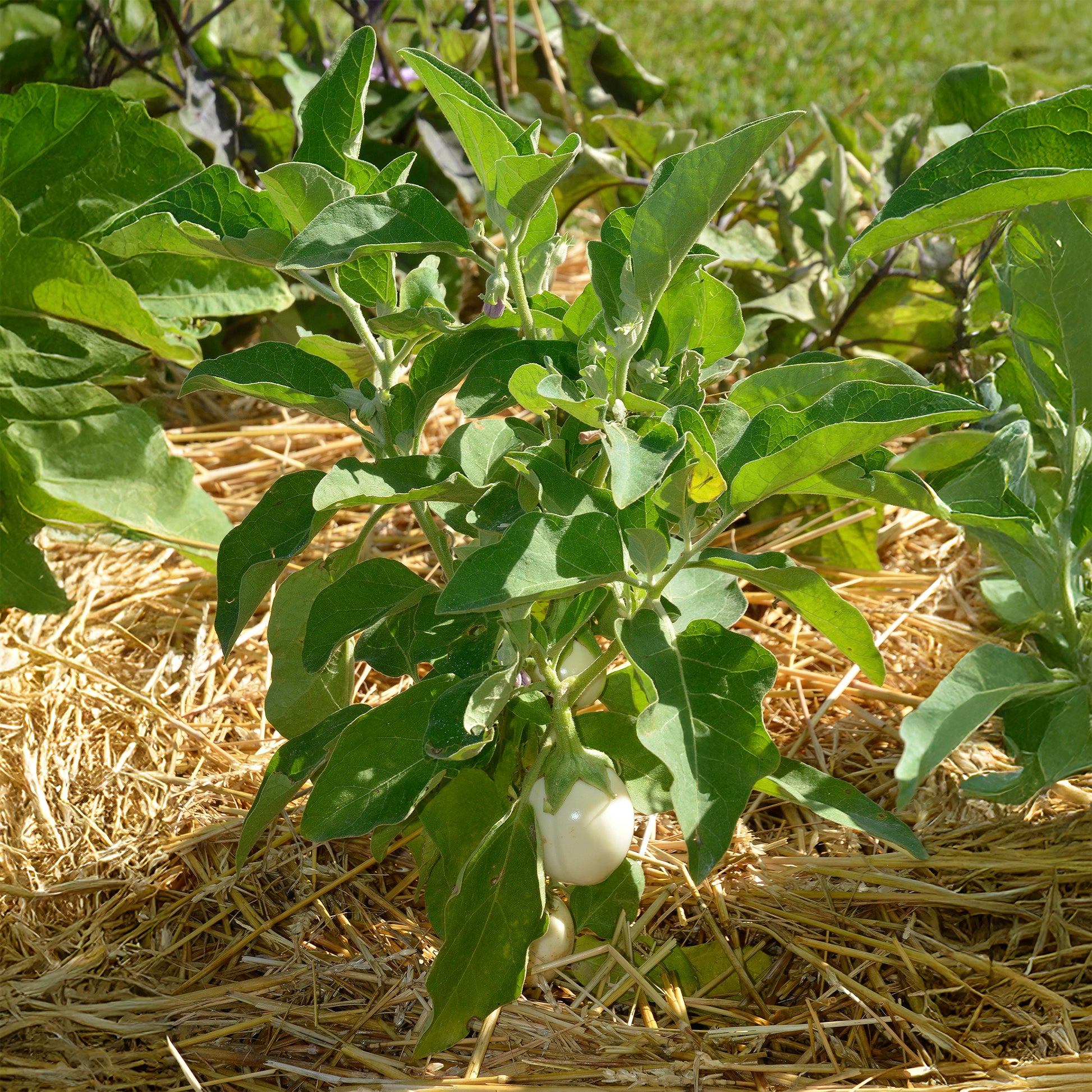 Solanum melongena blanche ronde à oeufs - Aubergine Blanche ronde à oeufs - Graines d'aubergine