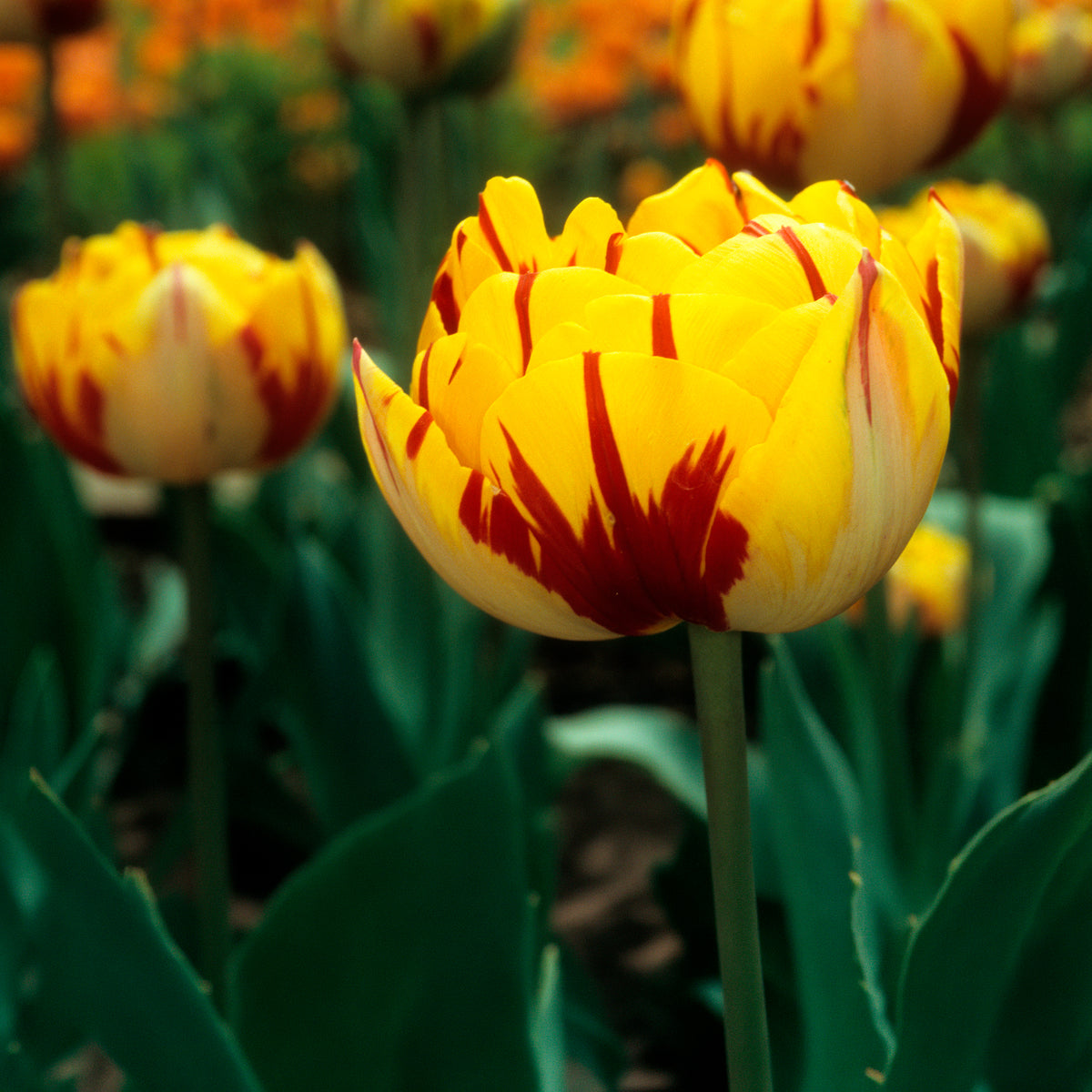 10 Tulipes à fleurs de pivoine Golden Nizza