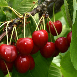 Cerisier Bigarreau Summit - Bakker