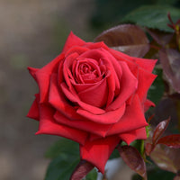 Rosier buisson Grande Amore ® - Bakker