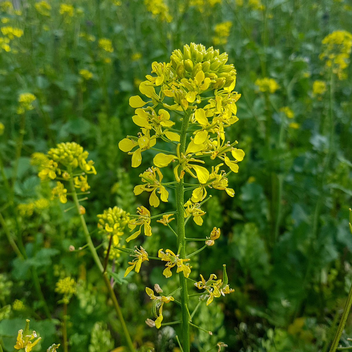 Sinapis alba - Moutarde blanche - Graines de fleurs