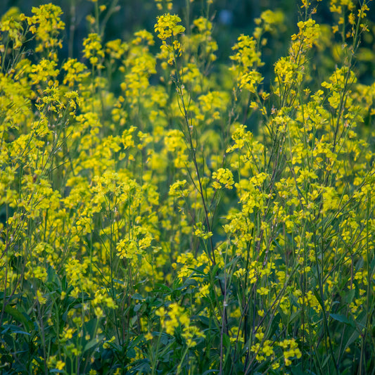 Moutarde blanche - Bakker