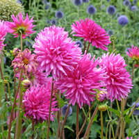3 Dahlias cactus Purple Gem - Bakker